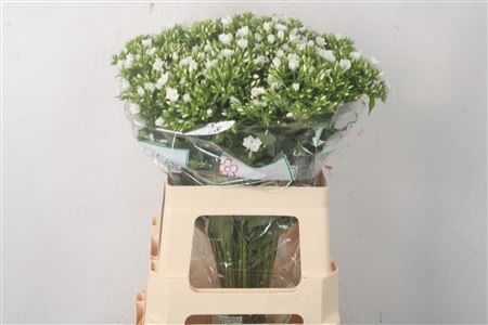 <h4>Phlox Whitecap</h4>