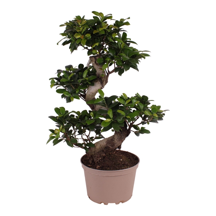 <h4>Ficus microcarpa 'Ginseng'</h4>