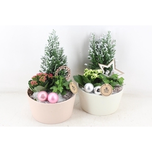 arr2 PL - Ker. pot mix picea x2