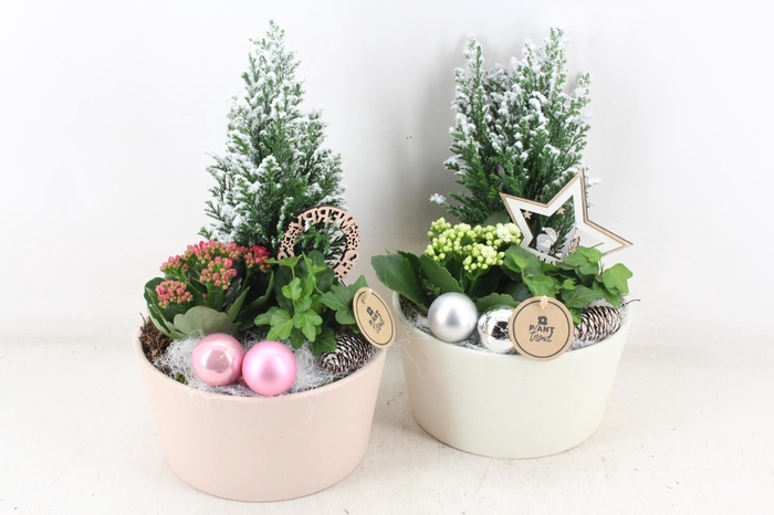 <h4>arr2 PL - Ker. pot mix picea x2</h4>