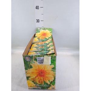 Dahlia   ...flowerbulbs