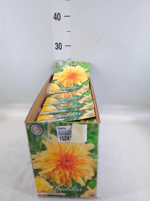 <h4>Dahlia   ...flowerbulbs</h4>