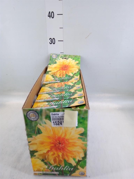 <h4>Dahlia   ...flowerbulbs</h4>