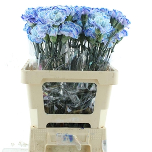 Di St Klb Light Blue