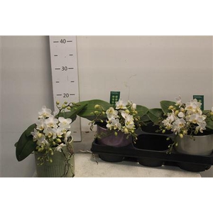 Phal Ov Wit Nazar 4 Branches 30+ In Keramiek