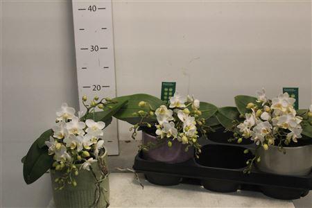 <h4>Phal Ov Wit Nazar 4 Branches 30+ In Keramiek</h4>