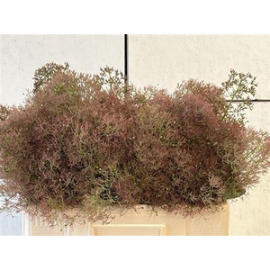 Cotinus C M Green Fountain