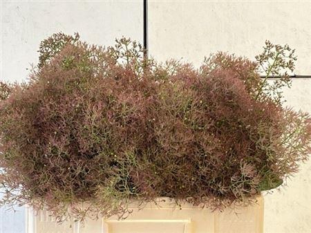 <h4>Cotinus C M Green Fountain</h4>