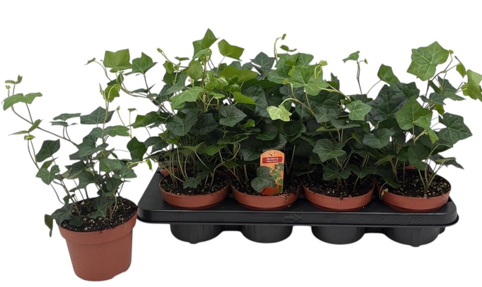 <h4>HEDE HIBERNICA</h4>