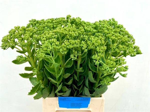 <h4>SEDUM SPECTABILE BLO</h4>