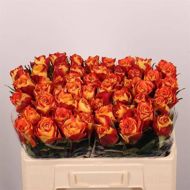 <h4>R Gr Silantoi</h4>