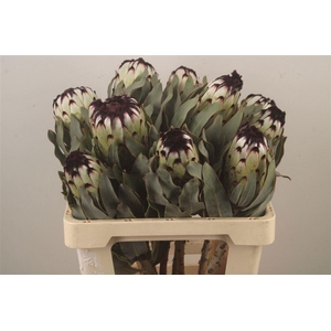 PROTEA MAG NIOBE