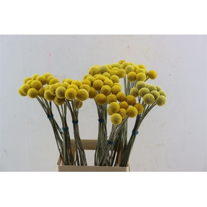 Craspedia Yellow