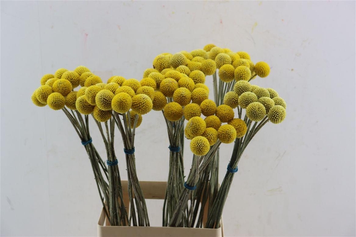 <h4>Craspedia Yellow</h4>