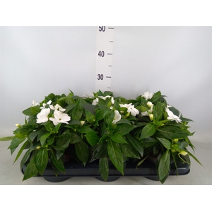 Impatiens NG 'Tamarinda'   ...mix