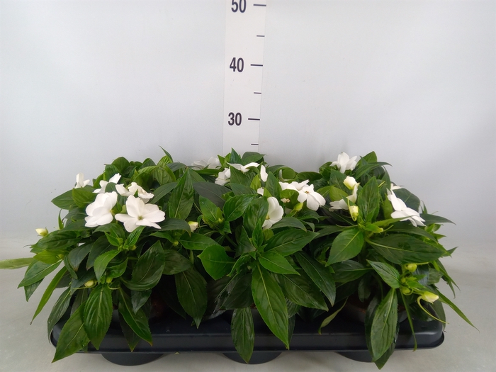 <h4>Impatiens NG 'Tamarinda'   ...mix</h4>