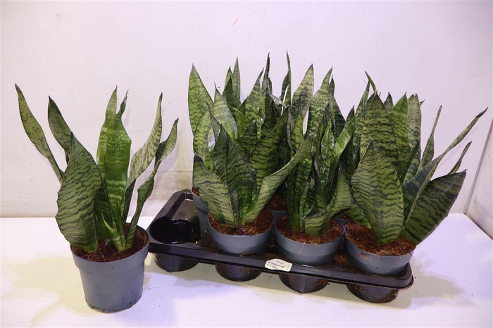 <h4>arr8 Sansev Zey</h4>