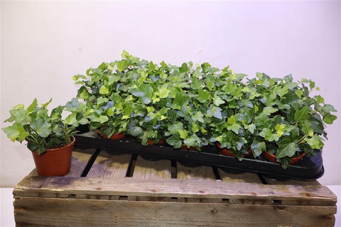 <h4>arr8 Hed He Wonder</h4>