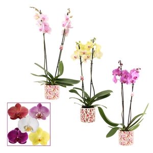 PHAL GEM