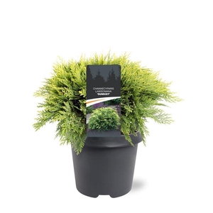 Chamaecyparis Sunkist