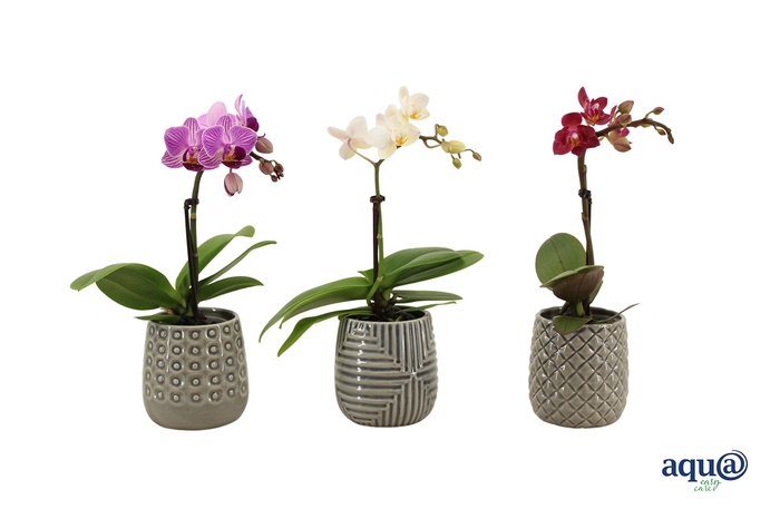 <h4>James Tiny Dolls Mix 1T7+ Aqu@</h4>