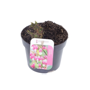 Dicentra spectabilis