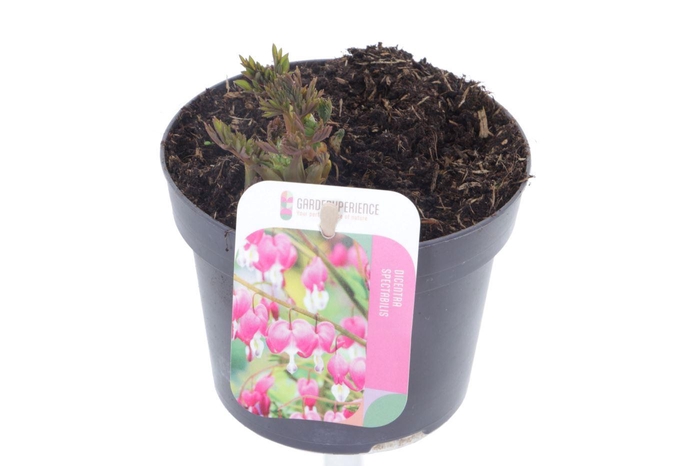 <h4>Dicentra spectabilis</h4>
