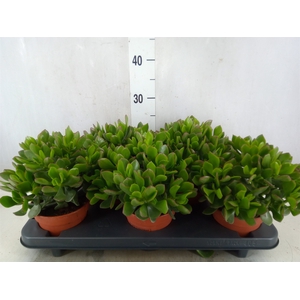 Crassula ovata 'Sunset'