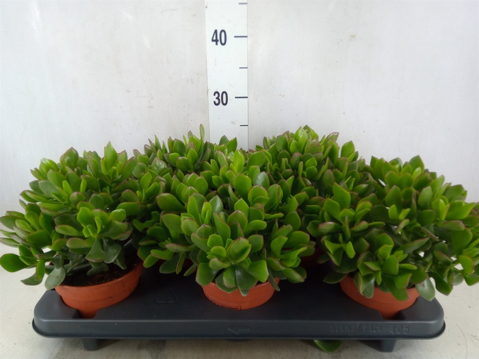 <h4>Crassula ovata 'Sunset'</h4>