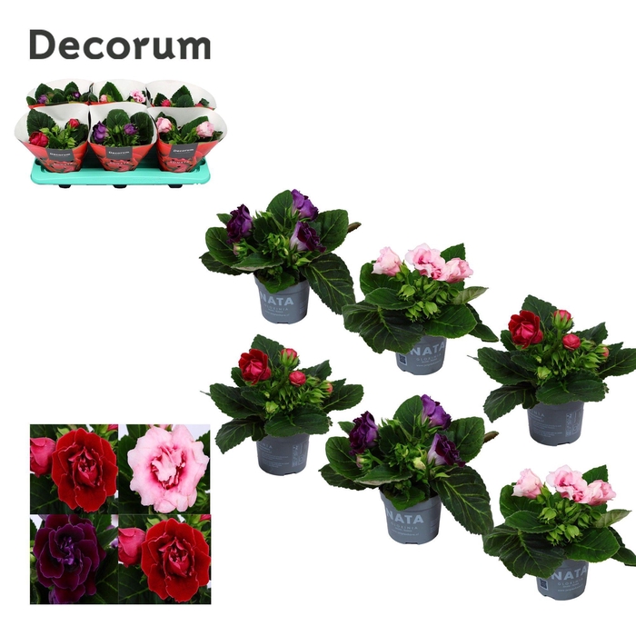 <h4>Gloxinia Sonata mix 13 cm Decorum</h4>