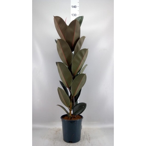 Ficus elastica 'Abidjan'
