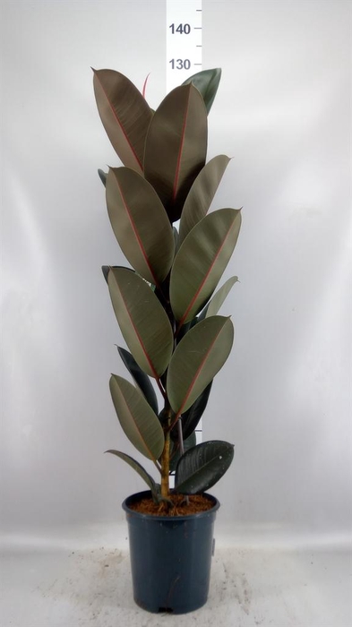 <h4>Ficus elastica 'Abidjan'</h4>