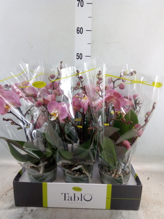 <h4>Phalaenopsis   ...rose</h4>