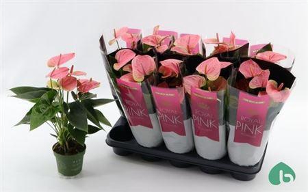 <h4>Anthu An Sweet Dream</h4>