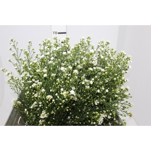 ASTER BRANCO 070 CM