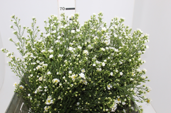 <h4>ASTER BRANCO 070 CM</h4>