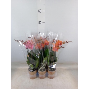 Phalaenopsis multi. 'Ant Bolzano'