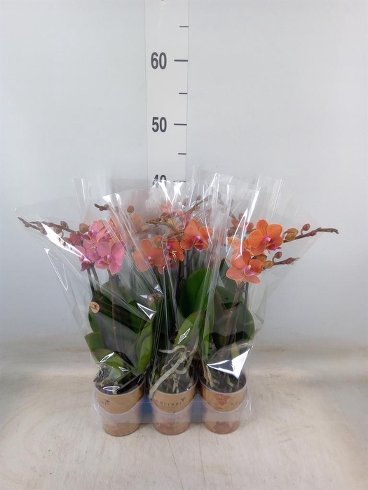 <h4>Phalaenopsis multi. 'Ant Bolzano'</h4>