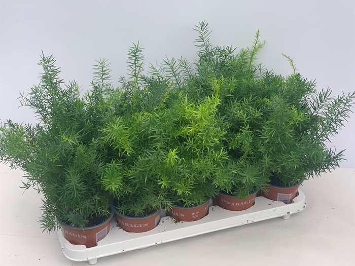 <h4>Asparagus dens. 'Sprengeri'</h4>