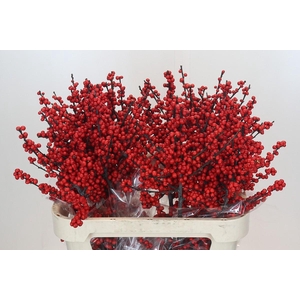 Ilex Rood