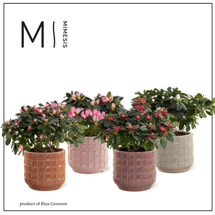 <h4>Azalea Mix - 13 cm in Janneke - Luxury World</h4>