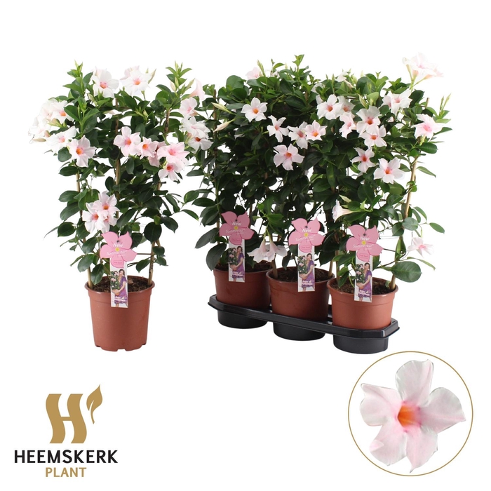 <h4>MANDE SUMMERST P TOU stock</h4>