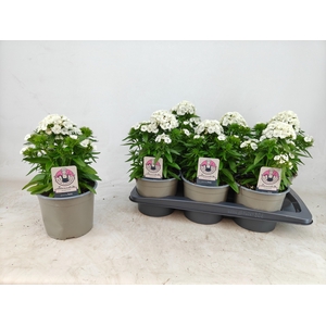 DIAN DART WHITE