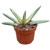 Sansevieria overig