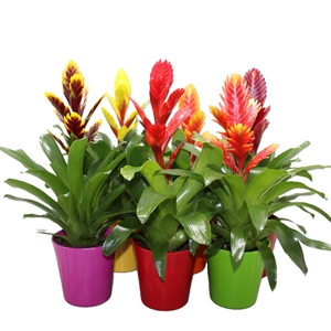 Vriesea Sensation Coco Gemengd