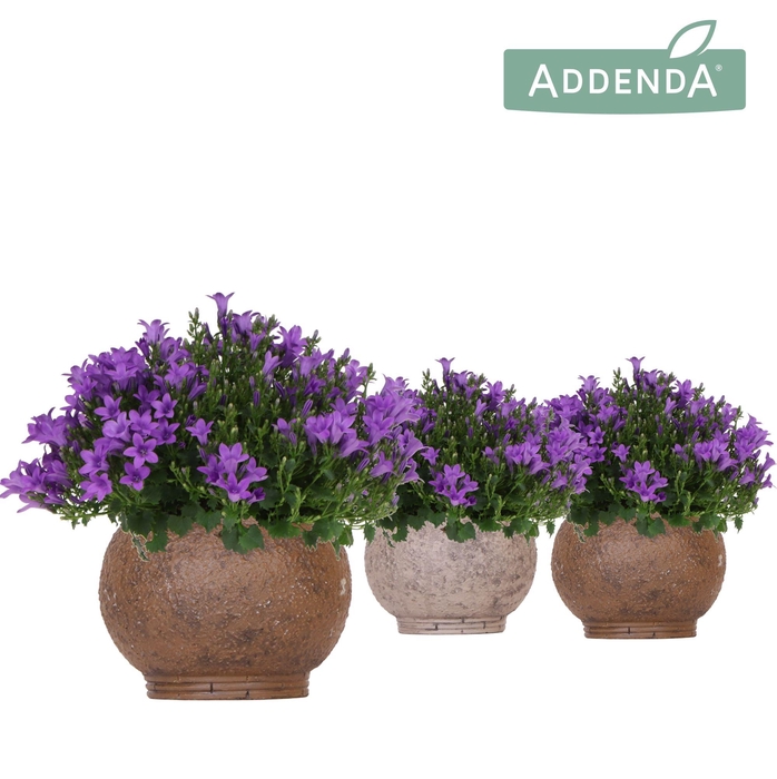 <h4>Campanula Addenda Ambella Intense purple in Ancient pot brown mix</h4>