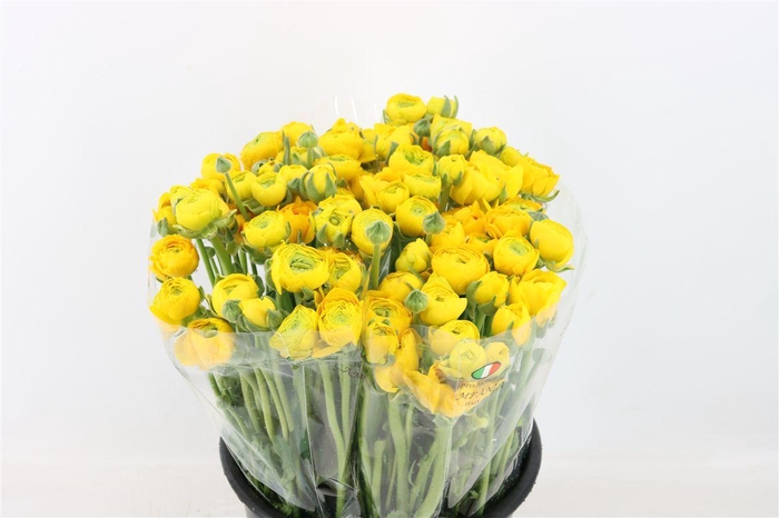 <h4>Ran Elegance Yellow</h4>
