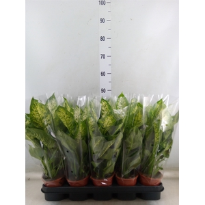 Dieffenbachia  'Compacta'