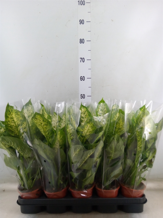 <h4>Dieffenbachia  'Compacta'</h4>