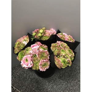 Ran Pon Pon Malva Sup